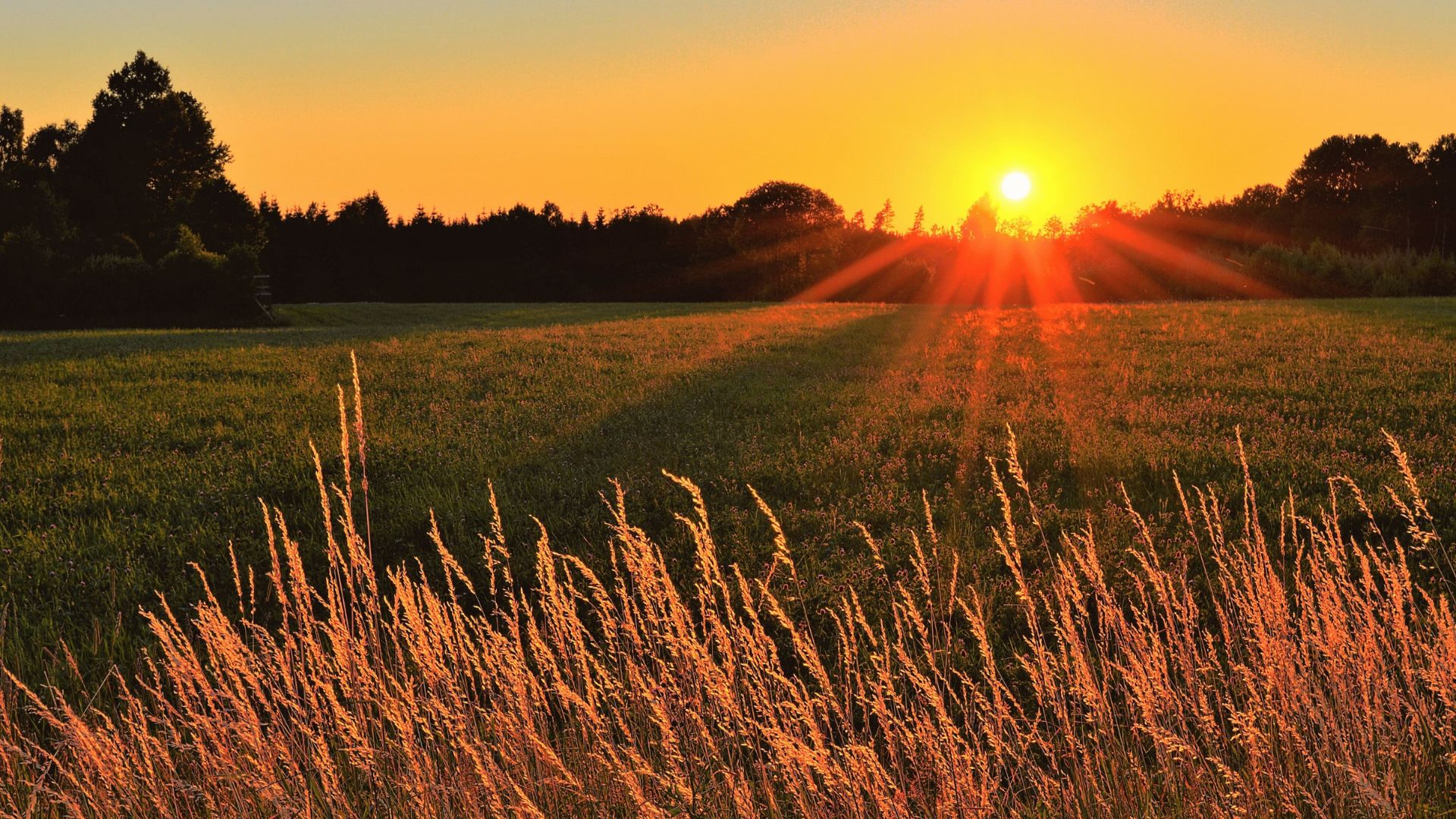 The sun is setting over a field of grass